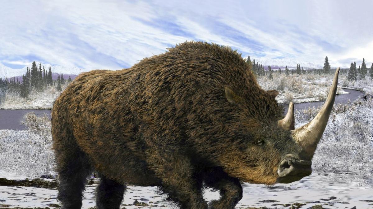 Para ilmuwan telah mengekstraksi DNA badak berbulu dari kotoran hyena.  Ini luar biasa.