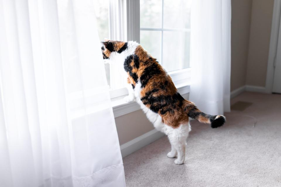 Funny one calico cat leaning on windowsill window sill standing on hind legs trick looking up watching between curtains blinds outside