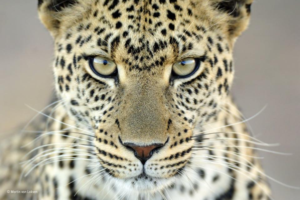 <p>Während eines dreiwöchigen Aufenthalts im Serengeti National Park, Tansania, näherte sich Martin mehrfach dieser Leopardin. Die lokalen Führer nennen sie Fundi und sie war in der Gegend gut bekannt. An einem späten Nachmittag verließ Fundi den Baum, auf dem sie sich ausgeruht hatte, kam zu Martins Auto und blickte ihn mit ihren prächtigen Augen an.<br> (Wildlife Photographer of the Year) </p>