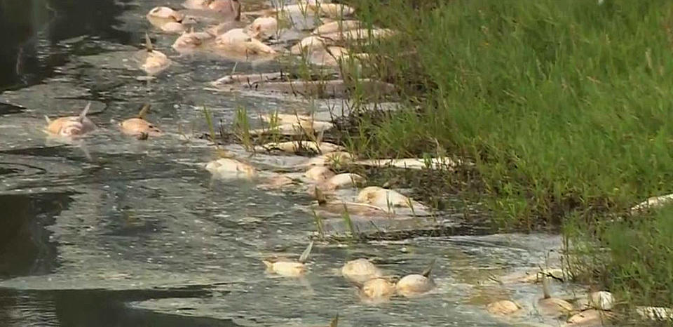 This photo from video provided by KCBS2/KCAL9 shows dead fish at Malibu Lagoon State Park, as state workers prepare to remove the stinking mess in Malibu, Calif., Monday, Aug. 27, 2018. The unexplained die-off has left hundreds of fish floating in a recently restored lagoon on the tony Malibu coast. Scientists believe the massive die-off, which began last Wednesday, is very likely caused by unusually warm water temperatures. Officials are doing tests on the water and the fish. (KCBS2/KCAL9 via AP)