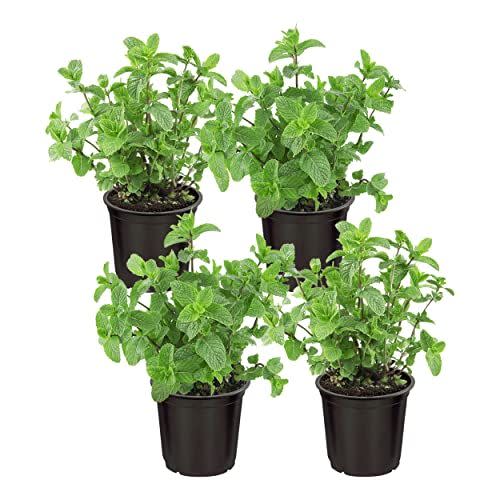 4) The Three Company Mint Plant (4-Pack)