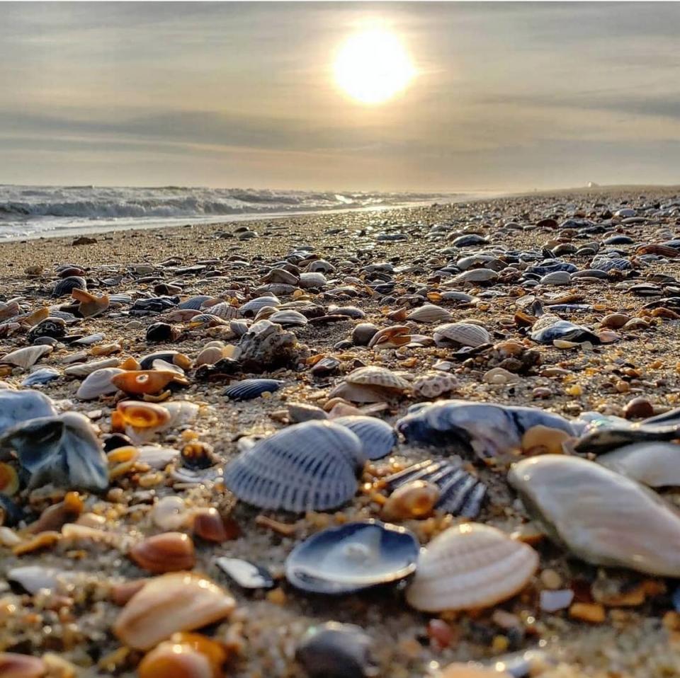 Shells on the beach at Cape Hatteras National Seashore last September. A series of storms in recent months have deposited millions of seashells along the N.C. coast.