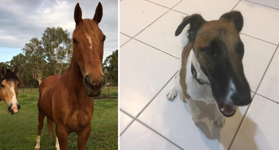 Horses Kahn and Huggie shown after fleeing in Sunshine Coast fires. Found dog in Noosa Heads also pictured.