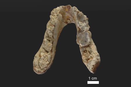 The lower jaw of the 7.175 million year old Graecopithecus freybergi (El Graeco) from Pyrgos Vassilissis, Greece is shown in this handout provided May 19, 2017. Courtesy of Wolfgang Gerber, University of Tübingen/Handout via REUTERS