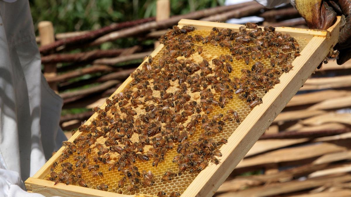Los parásitos de las abejas melíferas pueden atascarse al caminar: estudio destacado