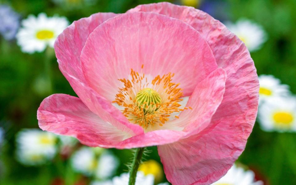 best poppy varieties that grow in all types of soil uk 2022 garden plant how to buy summer plant flower - Gap Photos 