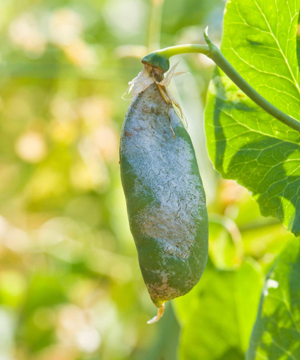 thrips damage on pea pod