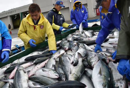 Fishermen work at a port in Erimo Town, on Japan's northern island of Hokkaido, October 12, 2017. REUTERS/Malcolm Foster