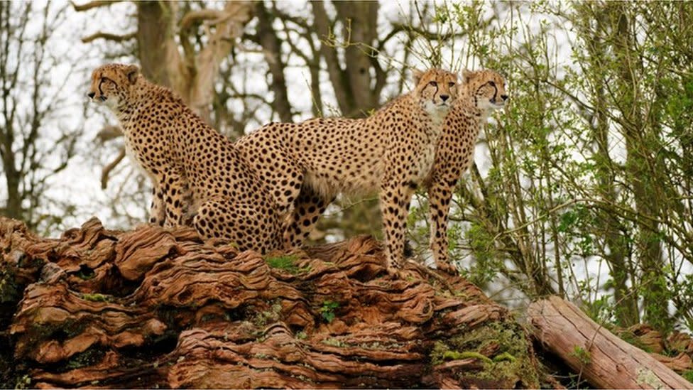 The three cheetahs standing alert on a log