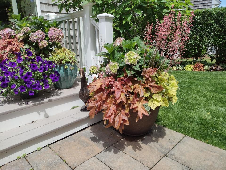 Garden expert Linda Coven is opening her West Yarmouth garden for the seventh year for private tours connected the Cape Cod Hydrangea Festival. Coven, a former president of the Cape Cod Hydrangea Society, will also talk to guests about the container gardens she creates with hydrangeas.