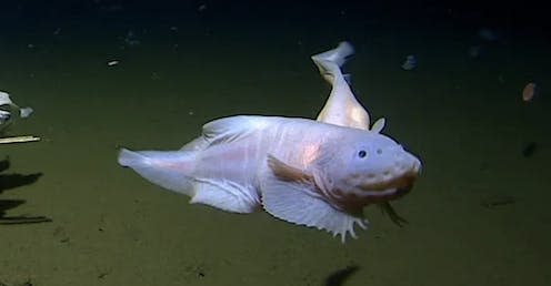 <span class="caption">Images of the snailfish seen at the Izu-Ogasawara Trench.</span> <span class="attribution"><a class="link " href="https://www.youtube.com/watch?v=B2DMHimOl2o" rel="nofollow noopener" target="_blank" data-ylk="slk:University of Western Australia;elm:context_link;itc:0;sec:content-canvas">University of Western Australia</a></span>