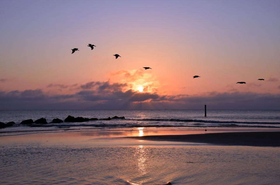 Tybee Island is the go-to destination for seashell hunting on the Georgia coast.