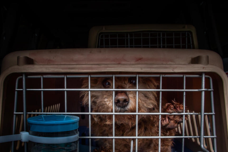 One No Dogs Left Behind rescue waits to be fed after it arrived at Los Angeles International Airport on February 13, 2021. (Credit: APU GOMES/AFP via Getty Images)