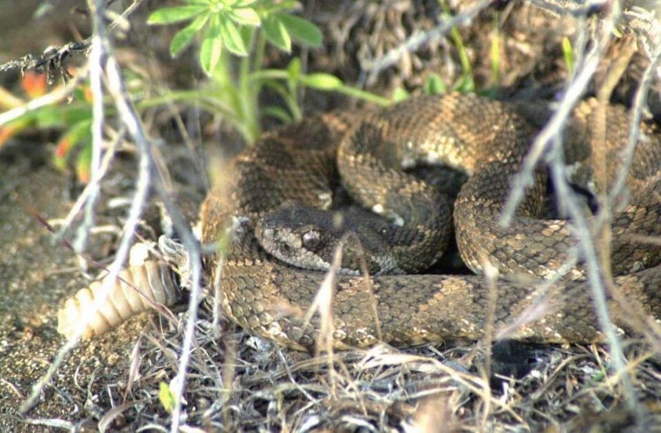 Idaho has two types of native rattlesnakes — the Western and prairie rattlesnakes.
