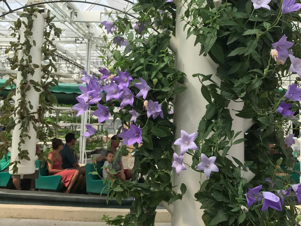 purple flowers blooming up a pole inside the greenhouses on disney's living with the land ride