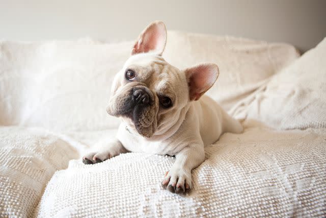 <p>Getty</p> A stock image of a French bulldog