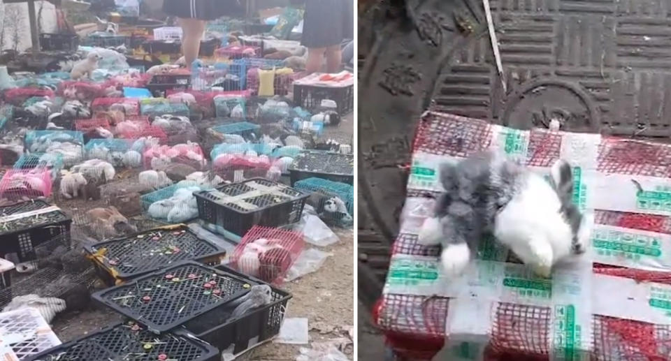 More than 800 rabbits were rescued however many died inside the boxes. Source: Hongxing News