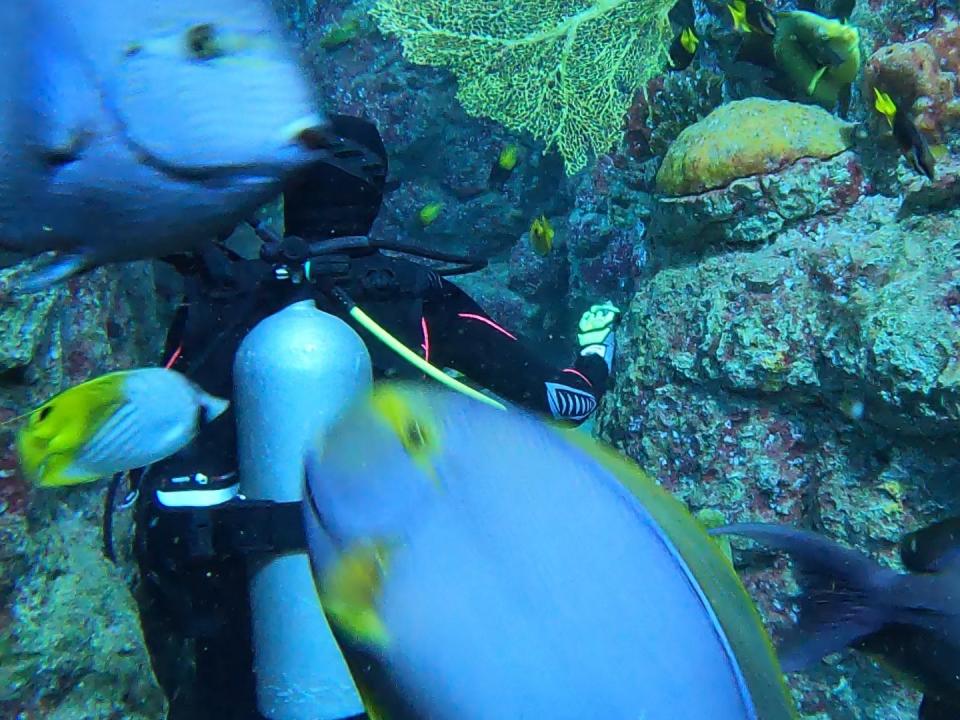 fish swimming around a scuba diver in a tank at the denver downtown aquarium