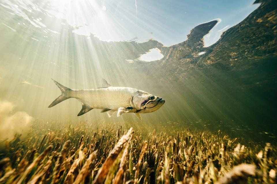 A tarpon cruises along a Florida flat in search of bait.