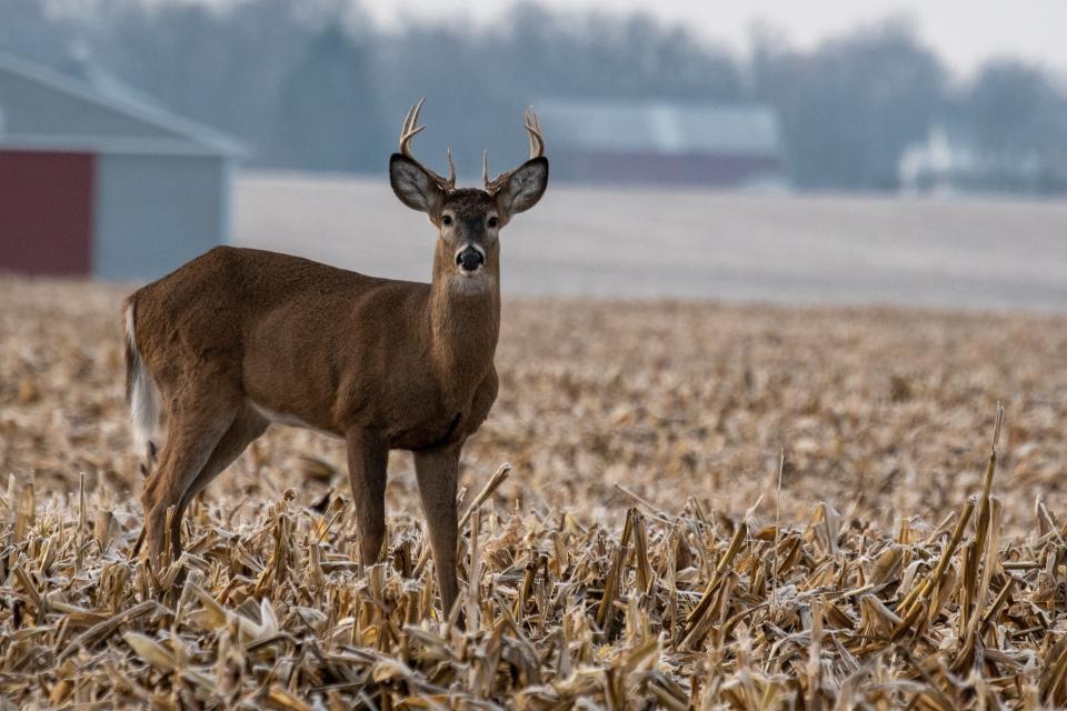 The Ohio Department of Natural Resources (ODNR) Division of Wildlife is planning a series of open houses focused on chronic wasting disease (CWD) in white-tailed deer.