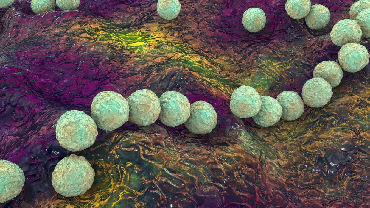  spherical bacterial cells shown growing on top of some sort of tissue 