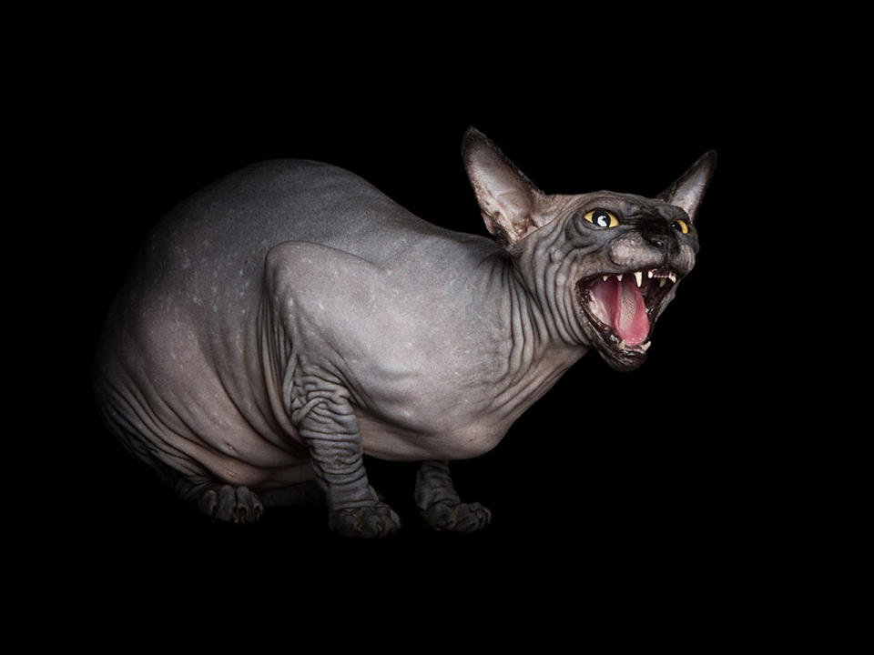 Nicht hässlich, sondern einzigartig: Die verstörende Schönheit der Sphynx-Katze