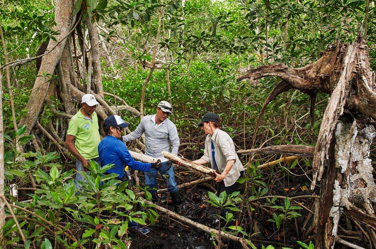 Researchers working for Conservation International take a soil sample to test carbon levels of mangrove trees in Bogotá