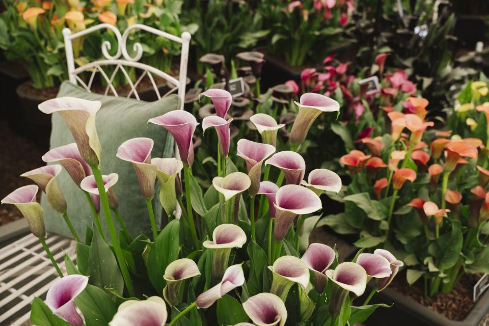 detail of zantedeschia display inside the floral marquee at rhs hampton court palace garden festival 2022