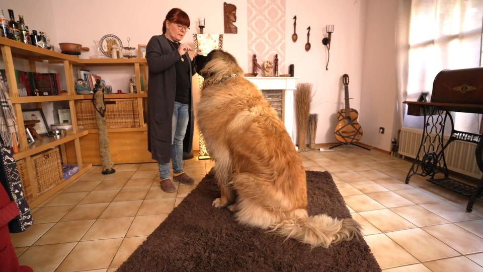 Leonberger Günther wiegt 92 Kilo - mindestens 20 Kilo zu viel. (Bild: RTL)