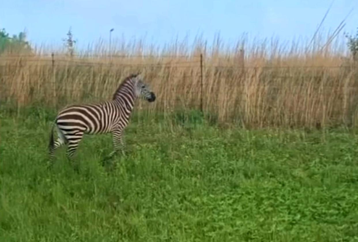 The zebra caused a stir in Tennessee.