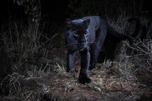 Rare black leopard caught on camera for first time in 100 years