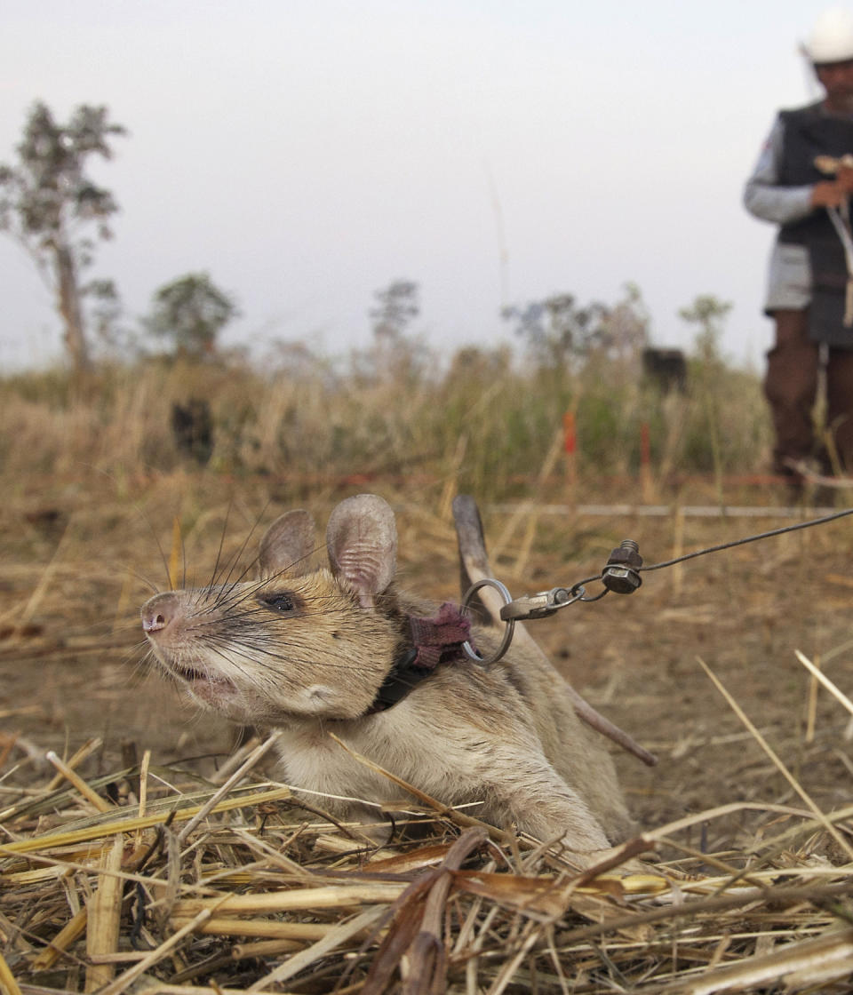 In this undated photo issued by the PDSA, People's Dispensary for Sick Animals, Cambodian landmine detection rat, Magawa is photographed in Siem, Cambodia. A British animal charity has on Friday, Sept. 25, 2020, for the first time awarded its top civilian honor to a rat, recognizing the rodent for his "lifesaving bravery and devotion” in searching out unexploded landmines in Cambodia. (PDSA via AP)