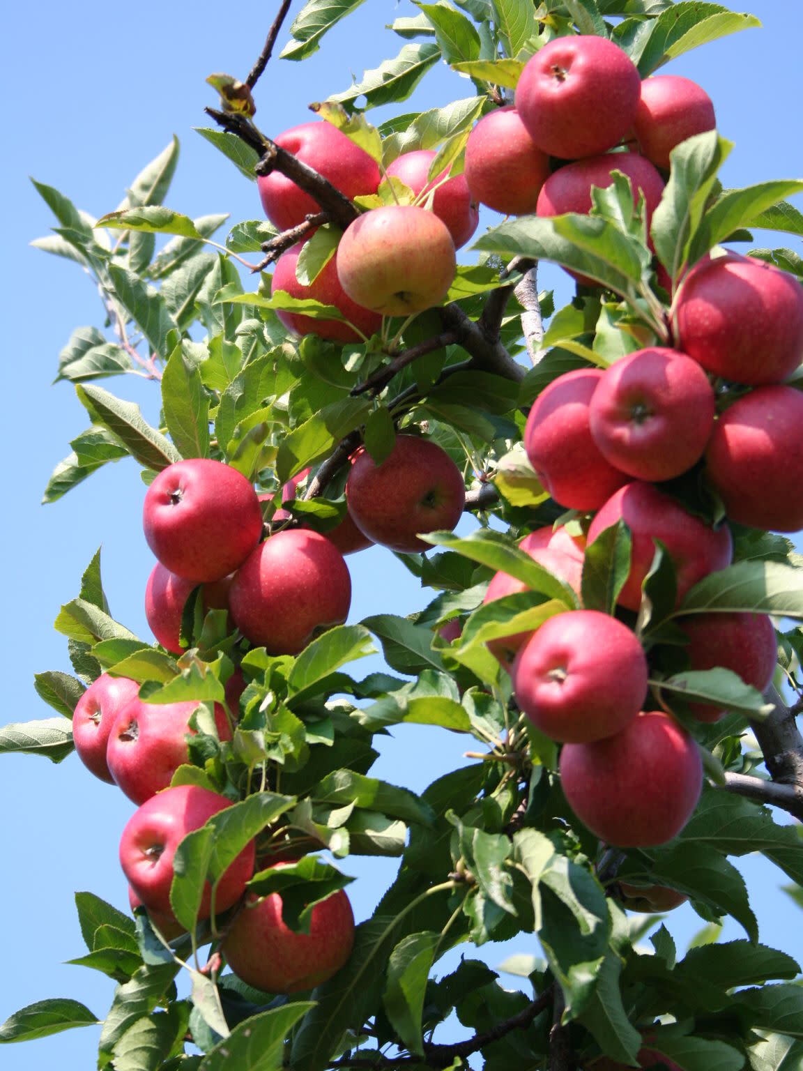 Gala Apple Tree