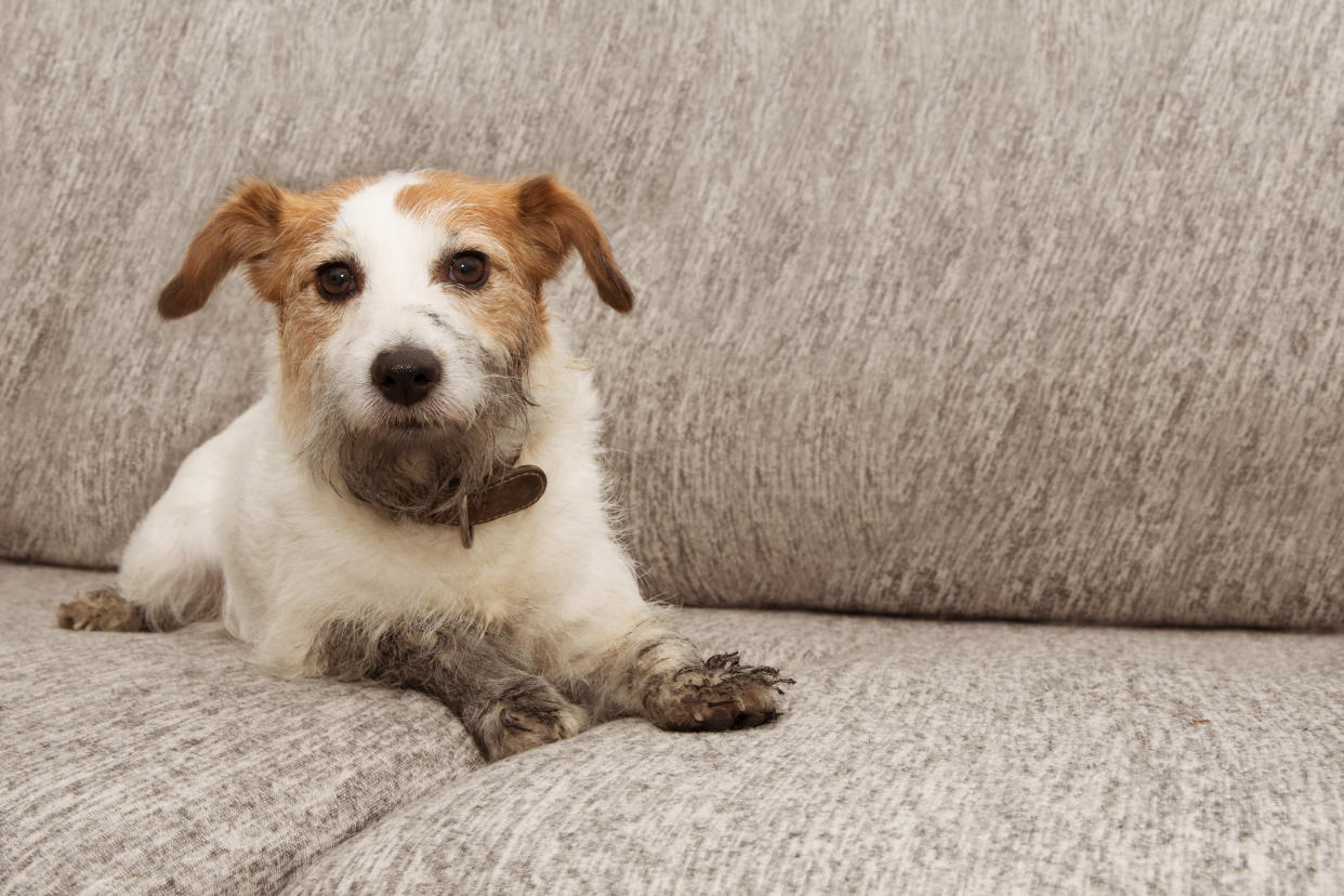 Portrait dog mischief. Dirty Jack russell playing on sofa furniture with muddy paws and guilty expression.