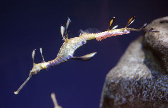 A Weedy Seadragon