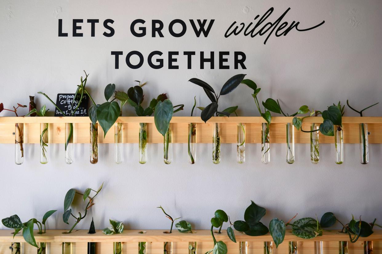 Plants are propagating on a wall inside of Wilder Plant Shop located inside The Good Market in Travelers Rest, S.C., on Friday, April 5, 2024.