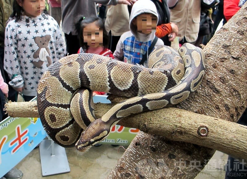        世界自然基金會：野生動物自1970年數量驟減2/3。（示意圖）                        