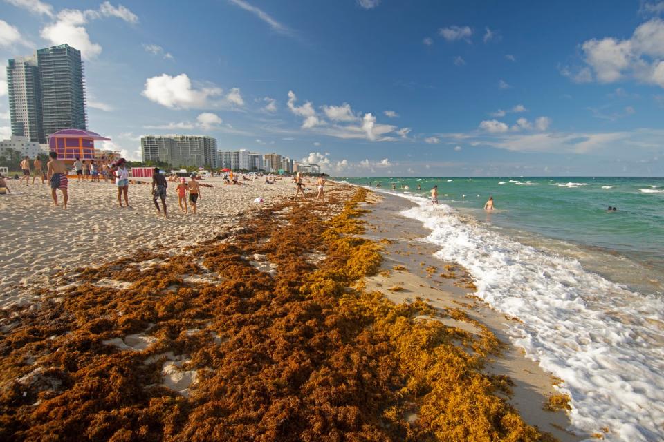 Rafts of brown seaweed, Sargassum sp., pile up on the shore of Miami Beach, Florida, USA.