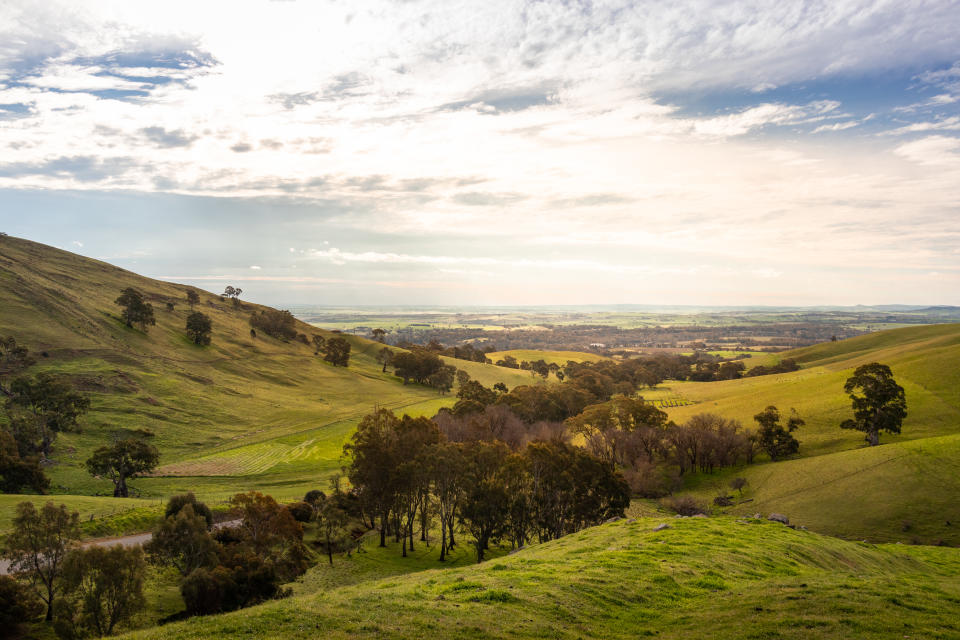 Views of hills and vineyards, green fields where sheeps use to feed. Cloudy sky and warm light at sunset time. Barossa valley, South Australia