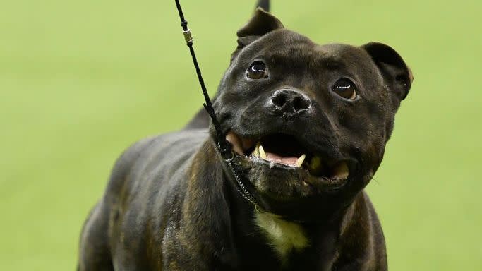 new york, new york february 12 the staffordshire bull terrier stan competes during terrier group judging at the 143rd westminster kennel club dog show at madison square garden on february 12, 2019 in new york city photo by sarah stiergetty images