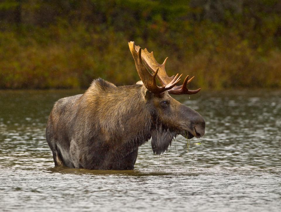 photo of an Eastern moose