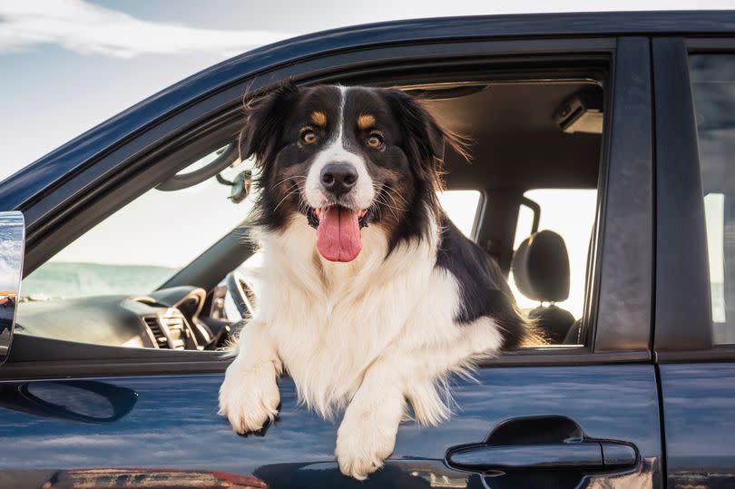 Pictured is a dog in a car