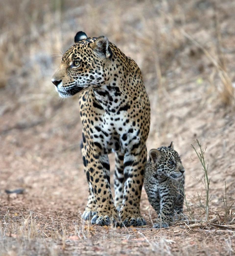  (Daniel Alarcon and David Grunbaum, WWF-Bolivia)