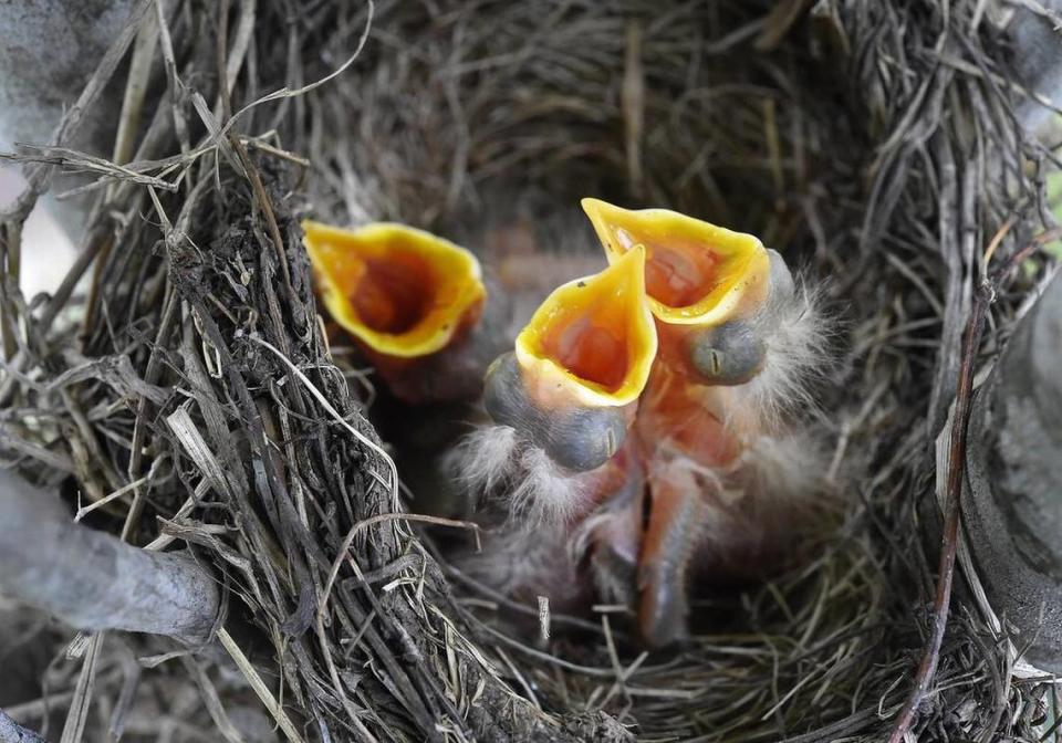 As spring swiftly progresses, the chirps of hungry baby birds, such as these robins Wednesday in North Kansas City, can be heard eminating from nests.