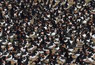 <p>Tausende Watvögel haben sich auf trockene Sandbänke in der Nähe von Norfolk, Großbritannien, geflüchtet. Im September kommt es zum Höchststand der Gezeiten. (Bild: Reuters/Toby Melville) </p>