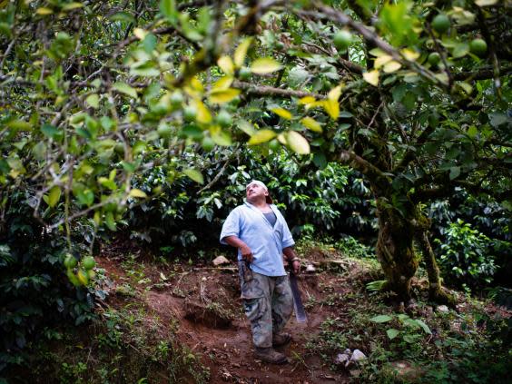 Carrillo says falling coffee prices mean he can no longer make a profit on the once-lucrative crop (Sarah L Voisin/Washington Post)