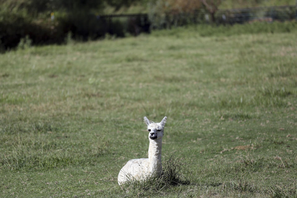 Quentin, a rescued Alpaca, sits in the grass at the Selah Carefarm in Cornville, Ariz., Oct. 4, 2022. The farm is home to dozens of animals, many rescued from abuse and neglect, that are central to many visitors’ experience here. (AP Photo/Dario Lopez-Mills)
