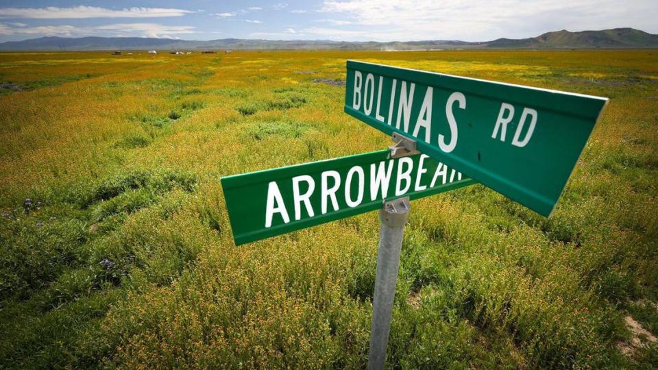 Even the paper roads like Bolinas Rd. of California Valley are covered with wildflowers. Wildflower fans turned out along Highway 58 on April 7, 2023. A series of drenching atmospheric river storms filled creeks and made for a solid wildflower season.