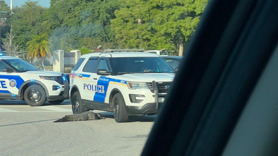 <div>A gator wedged itself underneath an Orlando Police Department patrol vehicle on John Young Parkway near the 408 entrance ramp on May 9, 2024. (Photo: Mark Alexander Media)</div>
