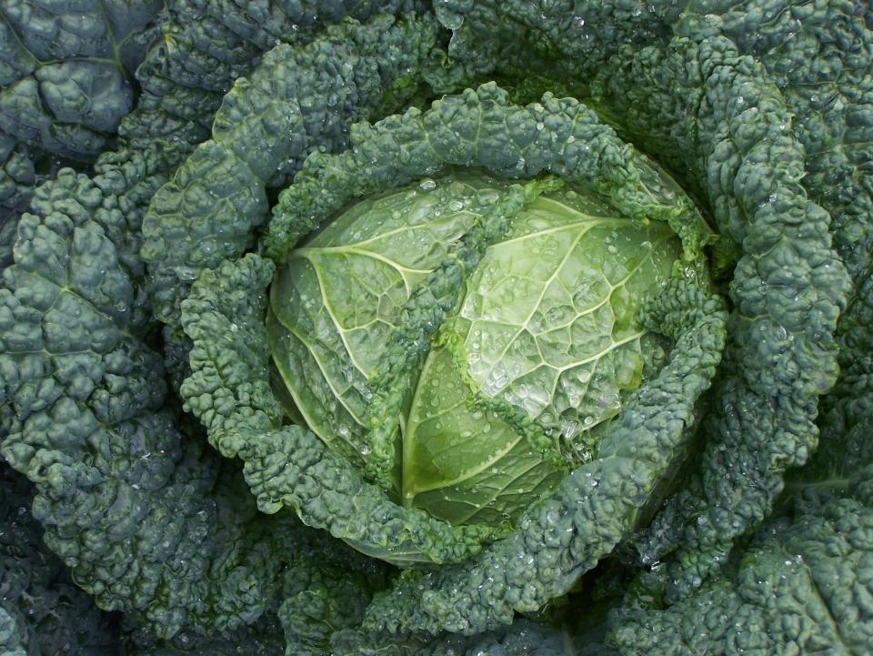 Be sure to plant seeds for cool-season crops such as cabbage.